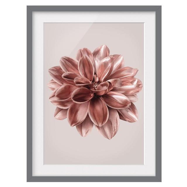 Dahlia Flower Rosegold Metallic - Picture Frame Graphic Art Ebern Designs Size: 55cm H x 40cm W x 2cm D, Frame Option: Grey Framed on Productcaster.