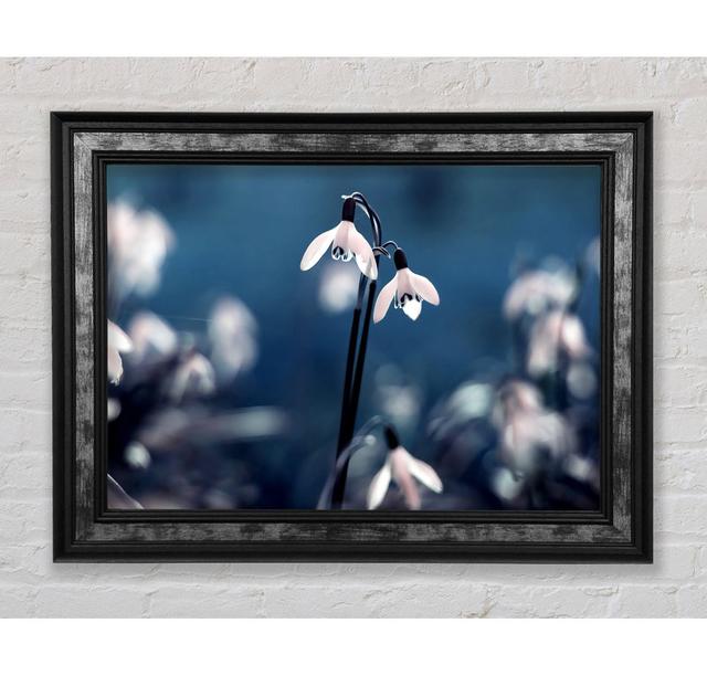 Opened Snowdrops - Single Picture Frame Art Prints Bright Star Size: 84.1cm H x 142.2cm W x 8cm D on Productcaster.