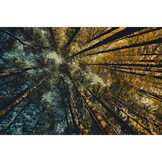 Worm Eye View Of Pine Trees by Gawrav - Wrapped Canvas Art Prints Alpen Home Size: 30cm H x 46cm W x 3.8cm D on Productcaster.