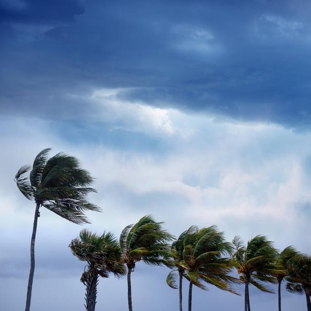 Tropical Storm And Waving Palm Trees by Imagedepotpro - Wrapped Canvas Print 17 Stories Size: 91cm H x 91cm W on Productcaster.