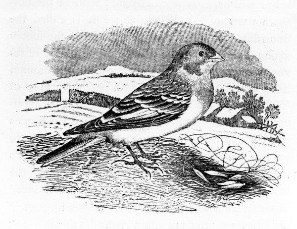 Tawny Bunting, Illustration from 'A History of British Birds' by Thomas Bewick, First Published 1797 by Thomas Bewick Graphic Art East Urban Home Form on Productcaster.