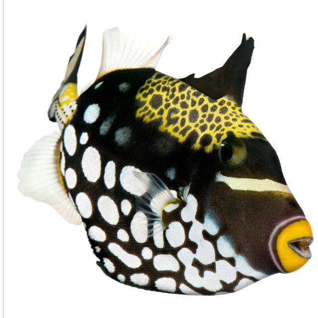 Strukturierte Tapete Clown Triggerfish East Urban Home Größe: 3,36 m x 336 cm, Materialqualität: Standard (110 g/m²) on Productcaster.