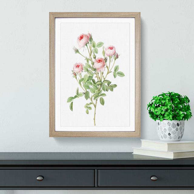 Pink Roses by Pierre-Joseph Redoute - Picture Frame Graphic Art Print East Urban Home Size: 48cm H x 36cm W x 2cm D, Frame Option: Oak Framed on Productcaster.