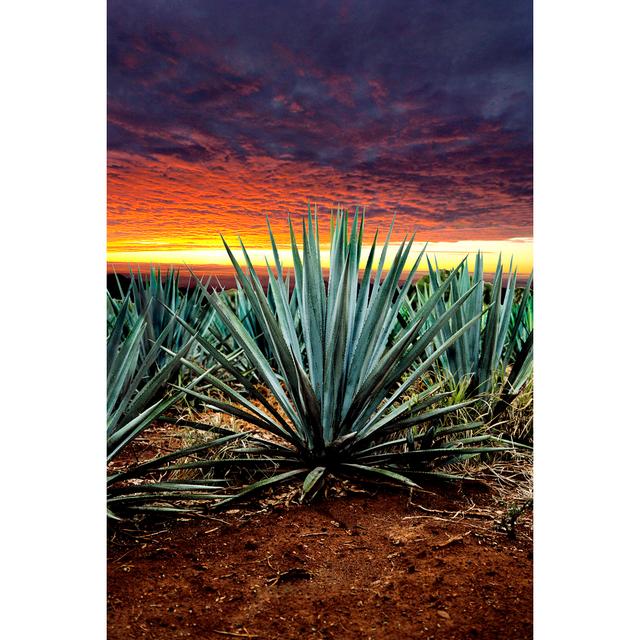 Heisler Tequila Landscape by Camaralenta - Wrapped Canvas Print Latitude Run Size: 76cm H x 51cm W x 3.8cm D on Productcaster.