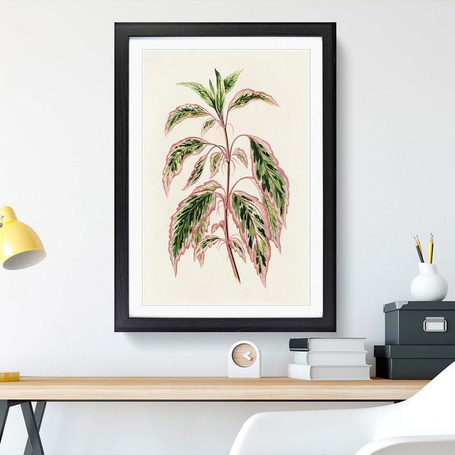 Rose Mallow Plant by Benjamin Fawcett - Picture Frame Painting Print East Urban Home Size: 60cm H x 40cm W x 2cm D, Frame Option: Black on Productcaster.