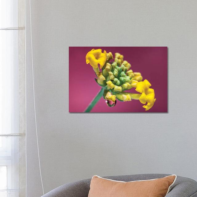 Close Up Of Yellow Tulip by Glauco Meneghelli - Wrapped Canvas Print Brayden Studio Size: 45.72cm H x 66.04cm W x 3.81cm D on Productcaster.