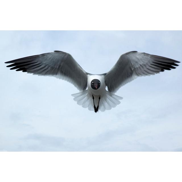 Solitary Laughing Gull by Westhoff - Wrapped Canvas Art Prints 17 Stories Size: 61cm H x 91cm W on Productcaster.