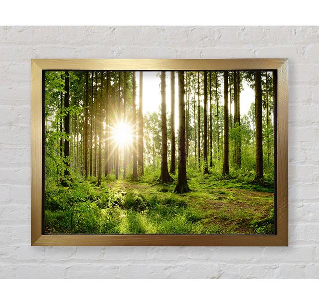 Leinwandbild Sunshine in the Woodlands Union Rustic Größe: 42 cm H x 59,7 cm B x 3,4 cm T, Format: Poster mit goldenem Rahmen on Productcaster.