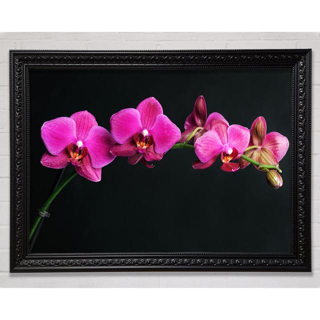 Pink Orchids Curve - Single Picture Frame Art Prints Ebern Designs Size: 100cm H x 141.4cm W x 3cm D on Productcaster.