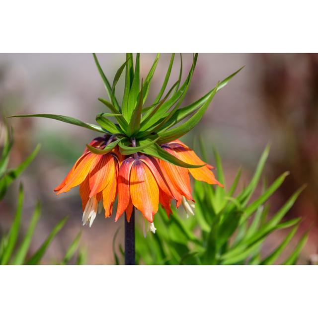 Lehet Beautiful Crown Imperial by Oskanov - Wrapped Canvas Print 17 Stories Size: 51cm H x 76cm W x 3.8cm D on Productcaster.