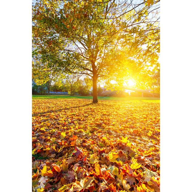 Sunny Autumn Foliage by Sborisov - Wrapped Canvas Print Union Rustic Size: 30cm H x 20cm W x 3.8cm D on Productcaster.