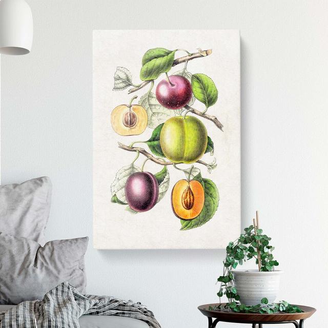 Illustration of Prunes - Wrapped Canvas Painting Print East Urban Home Size: 50cm H x 35cm W x 3cm D on Productcaster.