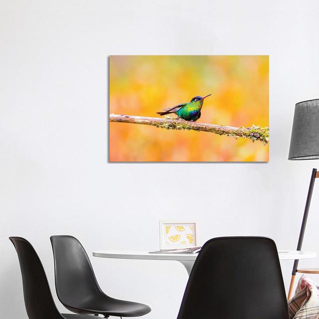 Central America, Costa Rica. Male Fiery-Throated Hummingbird. by - Wrapped Canvas Latitude Run Size: 66.04cm H x 101.6cm W x 1.91cm D on Productcaster.