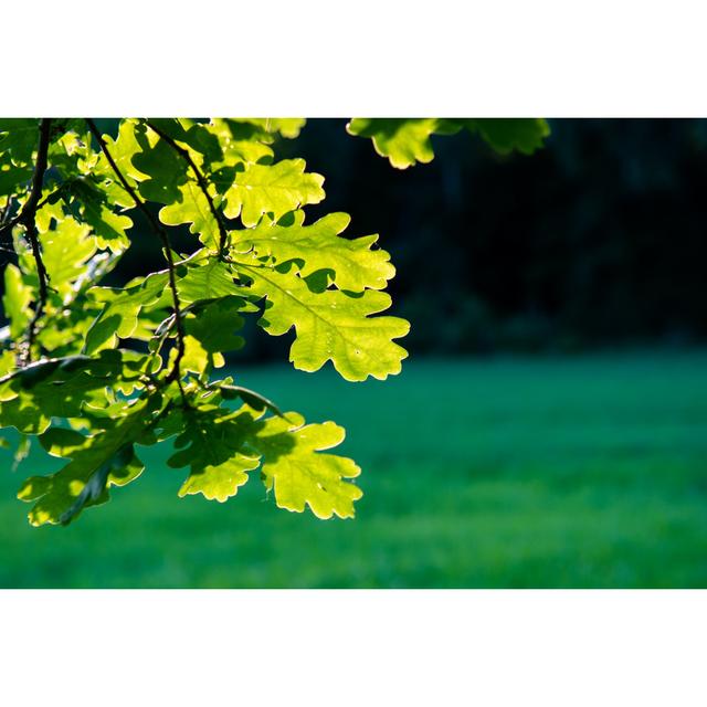 Sunlit Oak Leaves by Grafxart8888 - Wrapped Canvas Print 17 Stories Size: 20cm H x 30cm W on Productcaster.