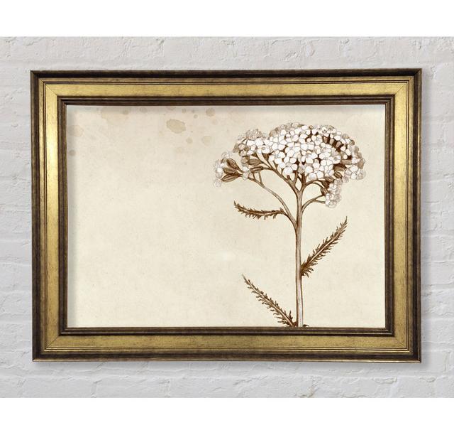 Floral Beauty Sepia - Single Picture Frame Art Prints Bright Star Size: 21cm H x 42cm W x 8cm D on Productcaster.