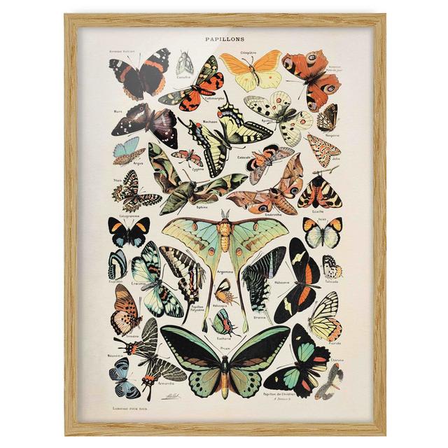 Vintage Educational Board Butterflies and Moths - Picture Frame Graphic Art August Grove Frame Option: Brown, Size: 100cm H x 70cm W x 2cm D on Productcaster.