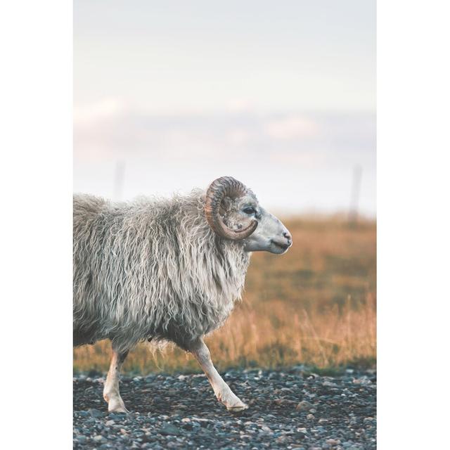 Goat Walking Photography August Grove Size: 20cm H x 30cm W x 3.8cm D on Productcaster.