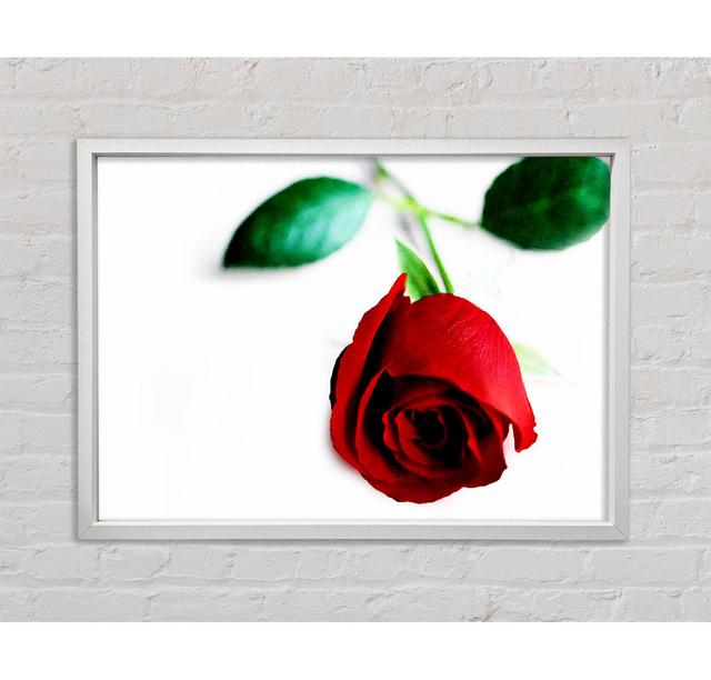 Single Red Rose For The One I Love - Single Picture Frame Print Ebern Designs Format: Dark Grey Framed Canvas, Size: 59.7cm H x 84.1cm W x 3.3cm D on Productcaster.