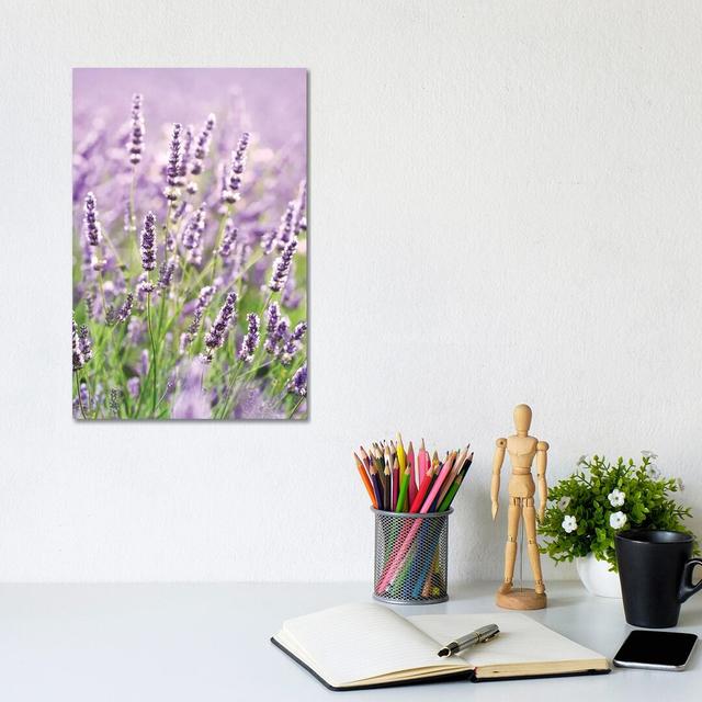 In The Lavender by Matteo Colombo - Wrapped Canvas Gallery-Wrapped Canvas Giclée Lily Manor Size: 30.48cm H x 20.32cm W X 1.91cm D on Productcaster.