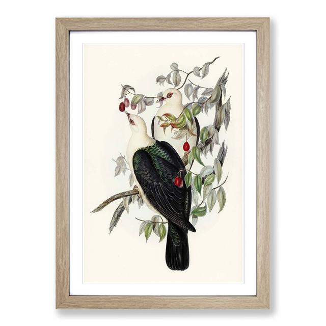 White-Headed Fruit Pigeons by Elizabeth Gould - Picture Frame Painting Print East Urban Home Size: 48cm H x 36cm W x 2cm D, Frame Option: Oak Framed on Productcaster.