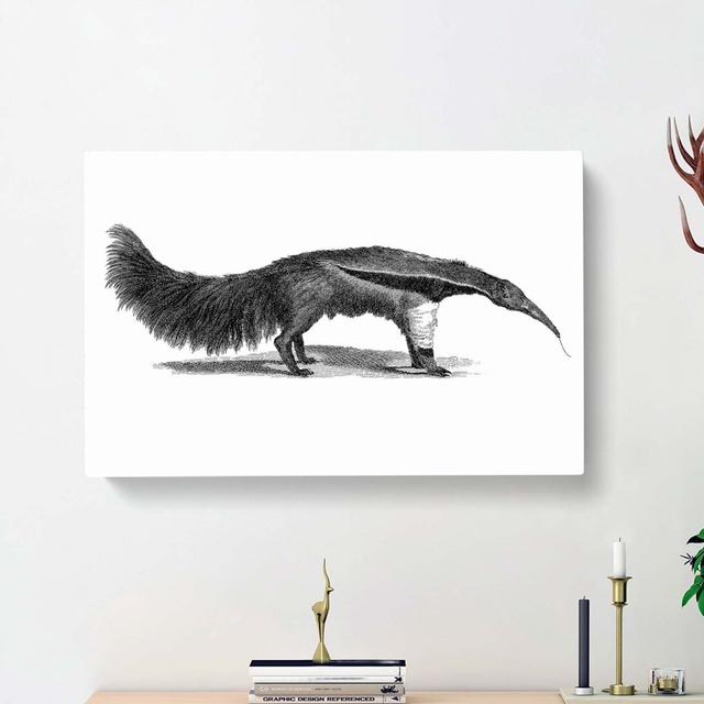 Great Ant-eater In Black & White by George Shaw - Wrapped Canvas Painting East Urban Home Size: 35cm H x 50cm W x 3cm D on Productcaster.