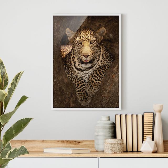 Leopard Resting on a Tree - Picture Frame Graphic Art Mercer41 Frame Option: White Framed, Size: 55cm H x 40cm W x 2cm D on Productcaster.