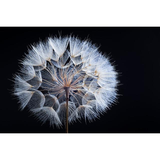 Dandelion by Ihsanyildizli - No Frame Print on Canvas Latitude Run Size: 30cm H x 46cm W on Productcaster.