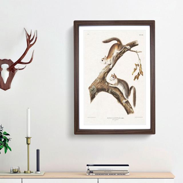 Downy Squirrels by J.W. Audubon - Picture Frame Painting Print East Urban Home Frame Option: Walnut Framed, Size: 48cm H x 36cm W x 2cm D on Productcaster.