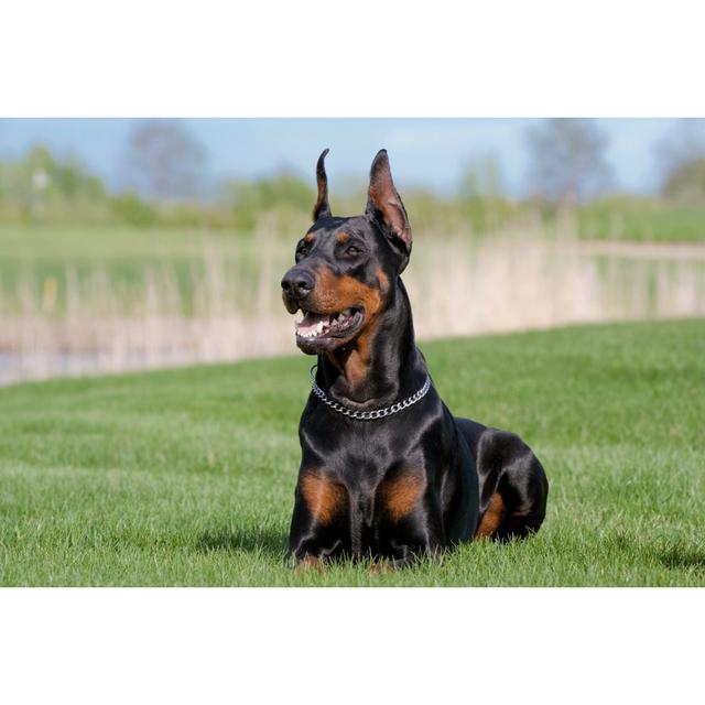 Black Dobermann - Wrapped Canvas Print 17 Stories Size: 51cm H x 76cm W x 3.8cm D on Productcaster.