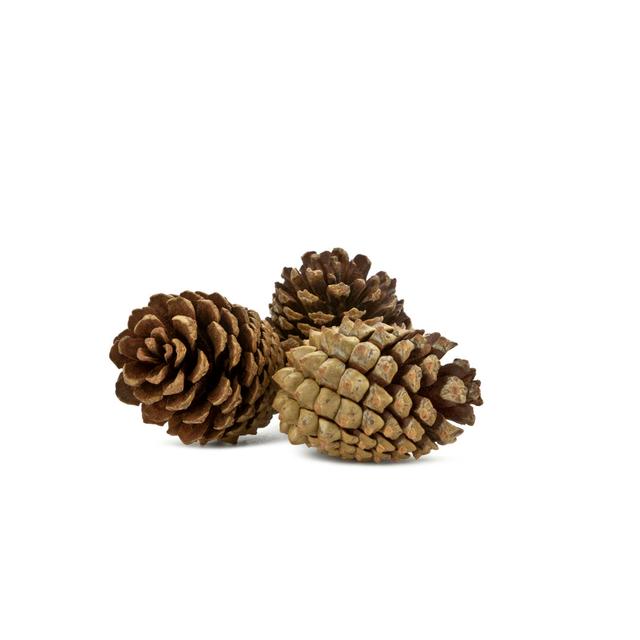 Three Pine Cones Isolated On White by Magnetcreative - No Frame Art Prints on Canvas Alpen Home Size: 30cm H x 46cm W on Productcaster.