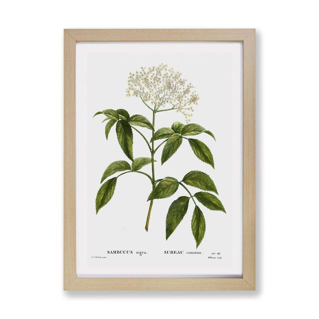 'Elderflower Tree' by Pierre-Joseph Redoute - Picture Frame Painting Print on Paper East Urban Home Size: 45cm H x 63cm W x 2cm D, Frame Option: Oak on Productcaster.