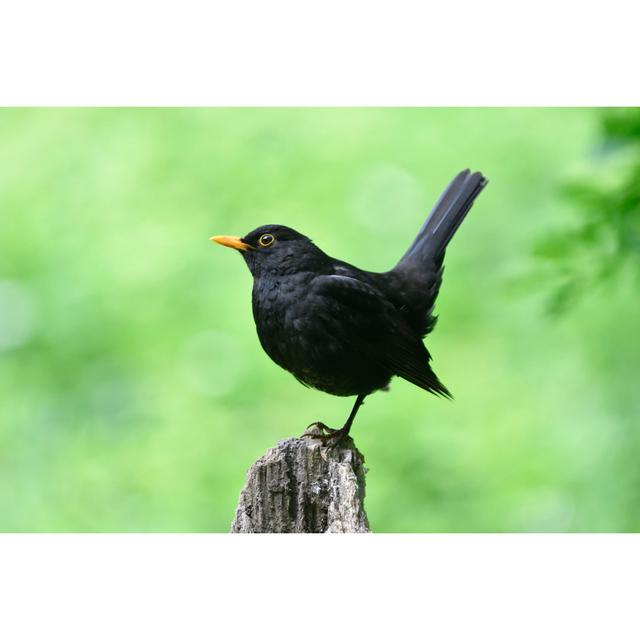 Male Blackbird by Mauribo - No Frame Print on Canvas 17 Stories Size: 60cm H x 90cm W on Productcaster.