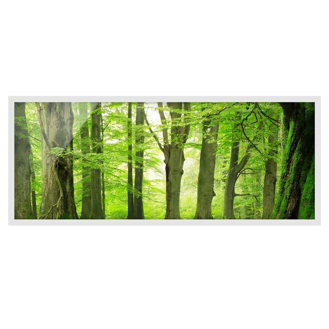 Mighty Beech Trees - Picture Frame Graphic Art Union Rustic Size: 40cm H x 100cm W x 2cm D, Frame Option: White Framed on Productcaster.