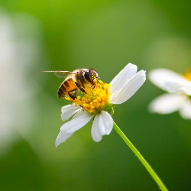 Bee On Flowers - Wrapped Canvas Print Brambly Cottage Size: 76cm H x 76cm W x 3.8cm D on Productcaster.