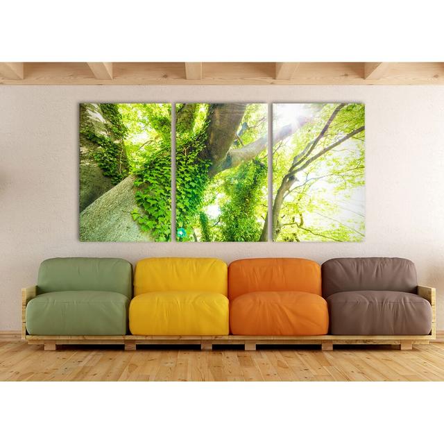 Tree in Sunlight - 3 Piece Wrapped Canvas Photograph Print Set East Urban Home Size: 120cm H x 240cm W on Productcaster.