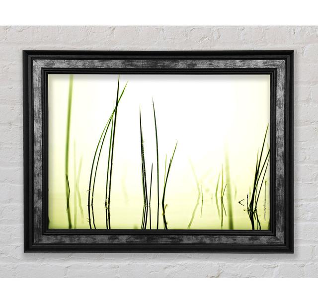 Water Grass - Print Bright Star Size: 84.1cm H x 142.2cm W x 8cm D on Productcaster.