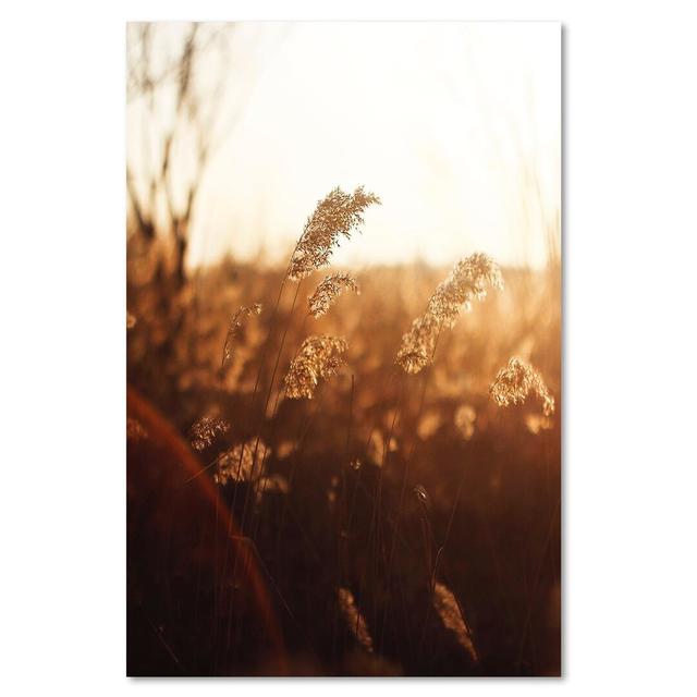 Leinwandbild Corn in the Sun ModernMoments Größe: 90 cm H x 60 cm B on Productcaster.