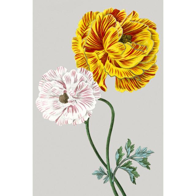 Vintage Garden Varieties III by Vision Studio - Wrapped Canvas Painting Marlow Home Co. Size: 30cm H x 20cm W on Productcaster.