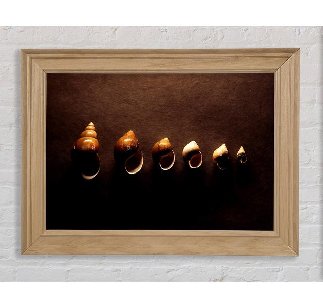 Snail Shells - Picture Frame Art Prints Bright Star Size: 21cm H x 42cm W on Productcaster.