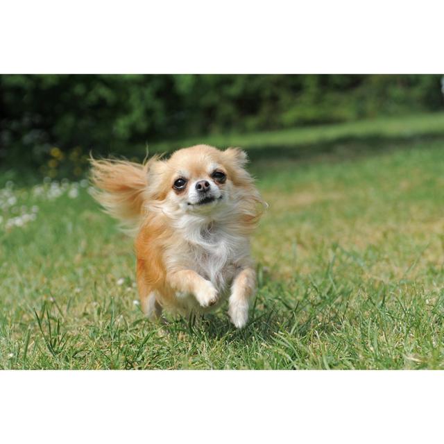 Running Chihuahua - Wrapped Canvas Print Ebern Designs Size: 51cm H x 76cm W on Productcaster.