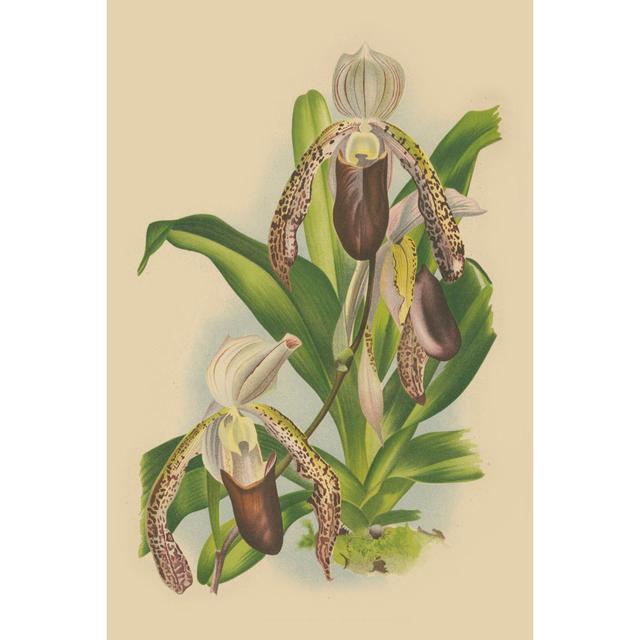 Lindenia Orchids II - Wrapped Canvas Graphic Art August Grove Size: 76cm H x 51cm W on Productcaster.