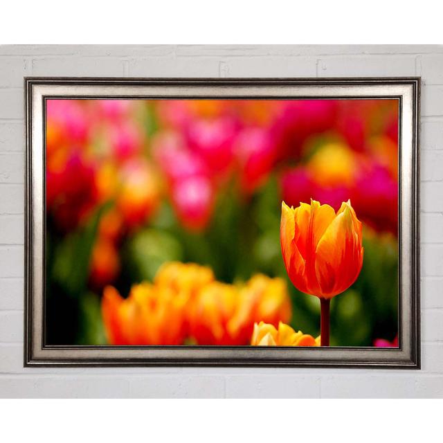 Orange Tulips In Bloom - Print Brayden Studio Size: 84.1cm H x 118.9cm W x 1.5cm D on Productcaster.