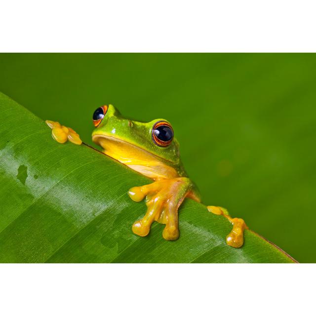 Cute Colourful Frog by Jaykayl - Wrapped Canvas Photograph 17 Stories Size: 61cm H x 91cm W on Productcaster.