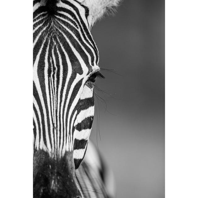 Noselli Burchell's Zebra by Wayne Marinovich - Print 17 Stories Size: 91cm H x 61cm W x 3.8cm D on Productcaster.