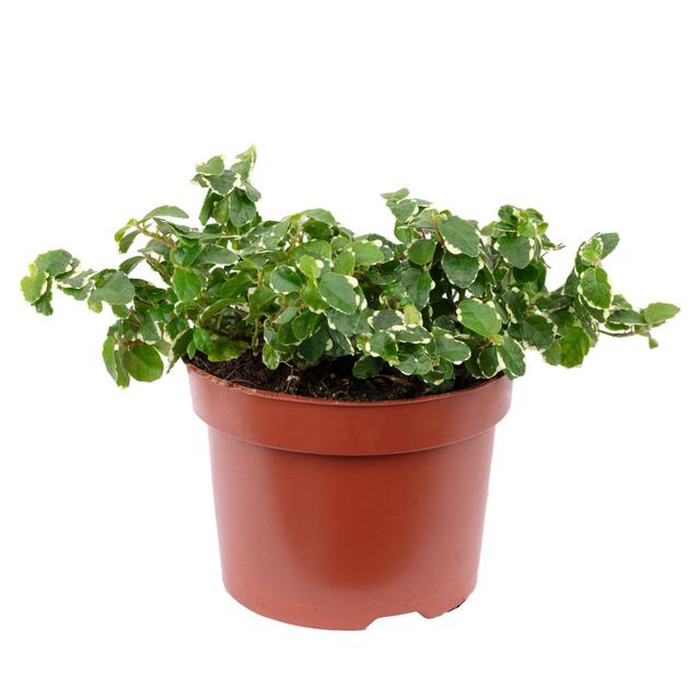 Climbing figurine - Ficus pumila The Seasonal Aisle on Productcaster.