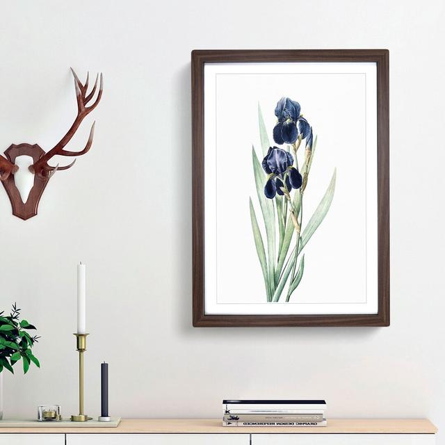 German Iris Flowers by Pierre-Joseph Redoute - Picture Frame Painting Print East Urban Home Frame Option: Walnut Framed, Size: 65cm H x 48cm W x 2cm D on Productcaster.