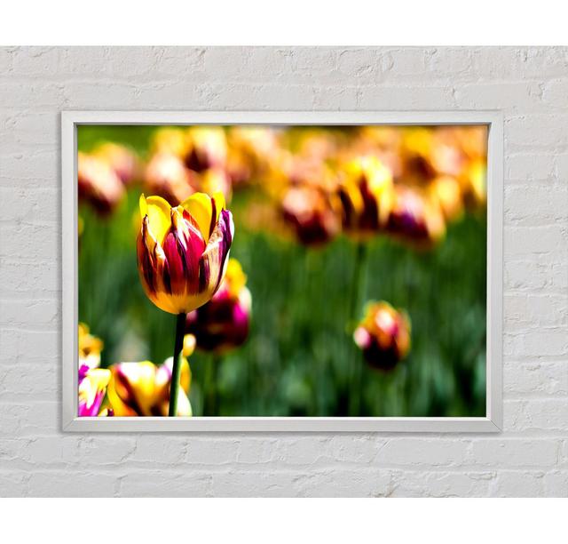 Botanical Garden Tulips Framed Print Bright Star Size: 100cm H x 141.4cm W on Productcaster.