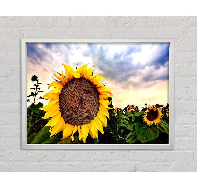 Sonnenblume in Nahaufnahme am Himmel - Druck Bright Star Größe: 100 cm H x 141,4 cm B x 3,3 cm T on Productcaster.