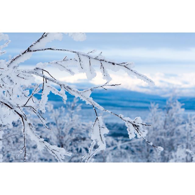 Snowy Twigs - Print 17 Stories Size: 30cm H x 46cm W x 3.8cm D on Productcaster.