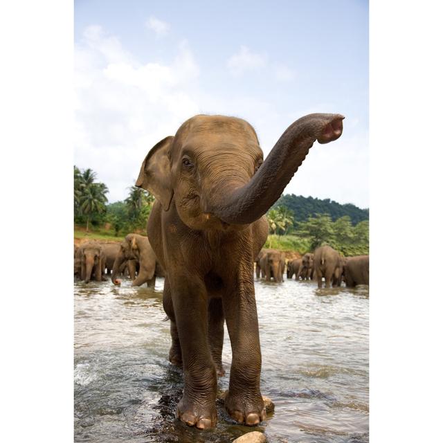 Elephants In River - Wrapped Canvas Art Prints 17 Stories Size: 76cm H x 51cm W x 3.8cm D on Productcaster.